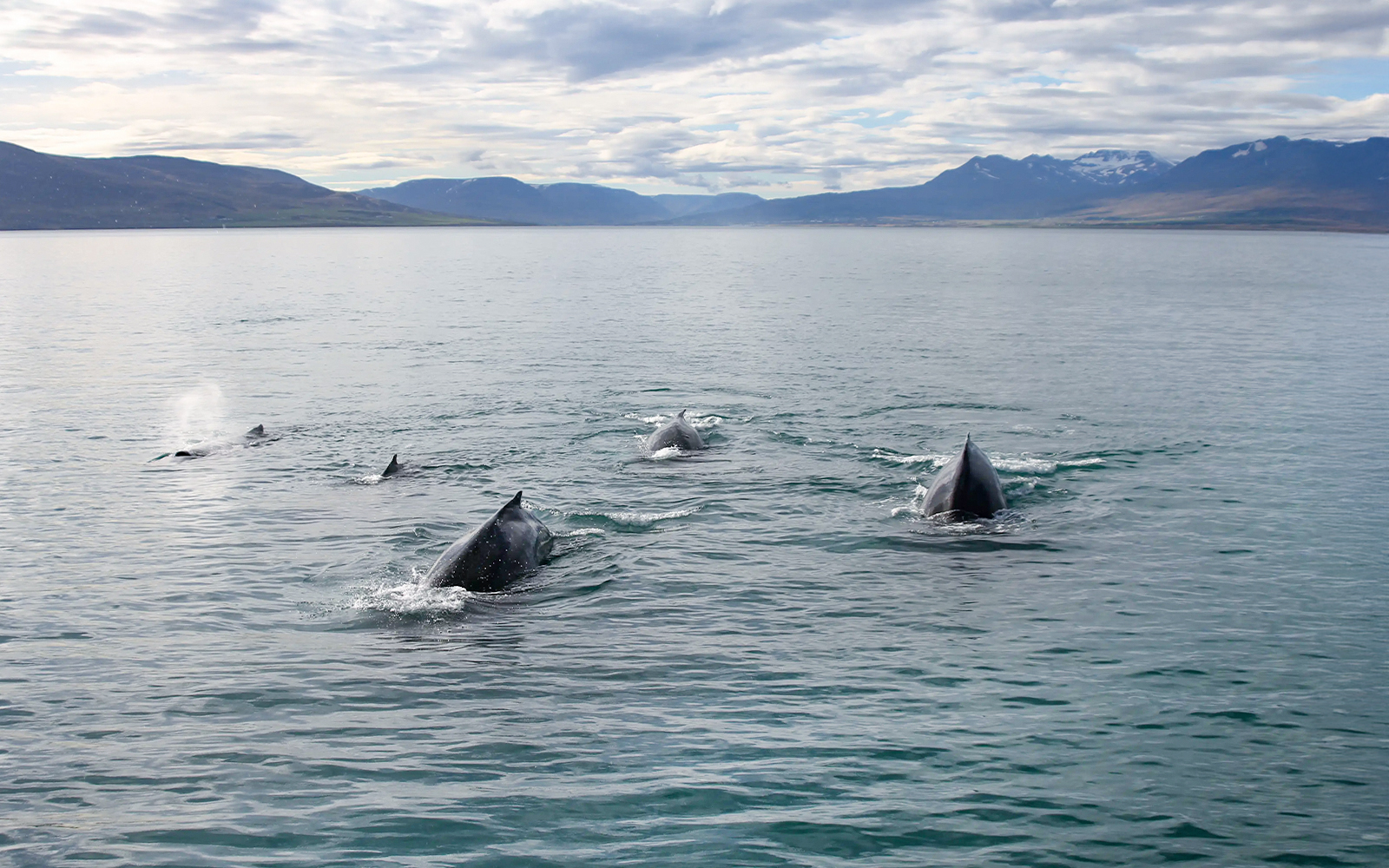 Whales surfacing in Akureyri waters during a whale watching tour.