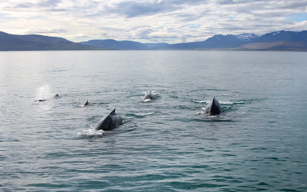 Whales surfacing in Akureyri waters during a whale watching tour.