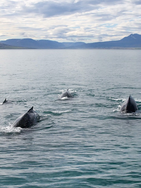 Whales surfacing in Akureyri waters during a whale watching tour.