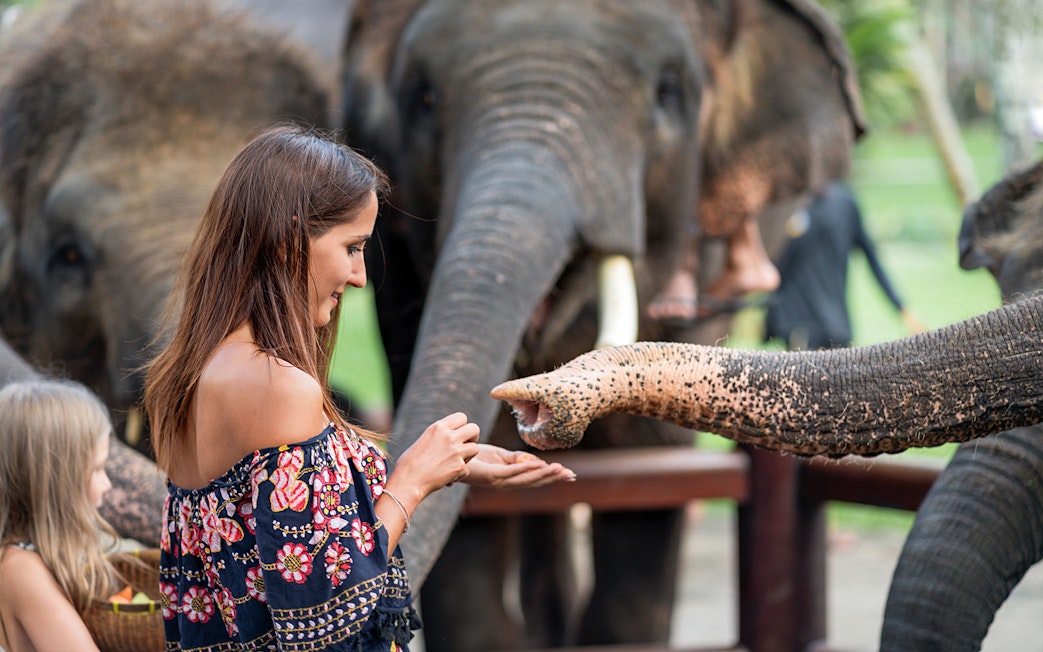 Woman feeding elephants at Elephant Jungle Sanctuary, Pattaya.