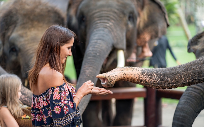 Woman feeding elephants at Elephant Jungle Sanctuary, Pattaya.