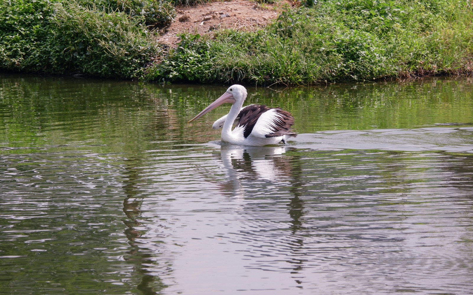 A beautiful pelican is circling the lake at a zoo in Koki Zoo