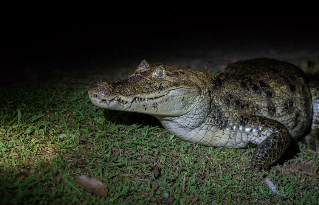 Gatorland at night