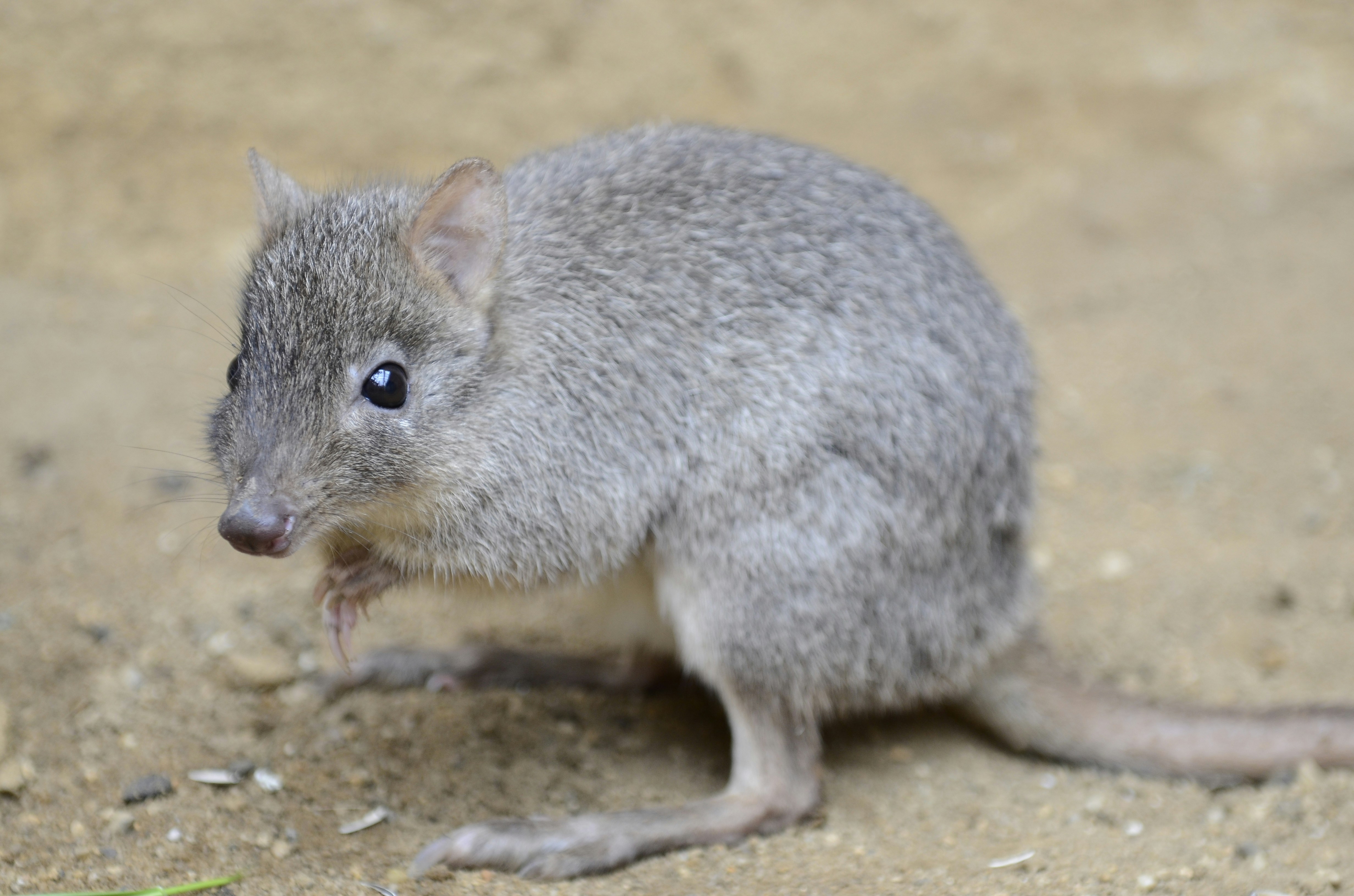 Woylie on sandy ground in natural habitat.