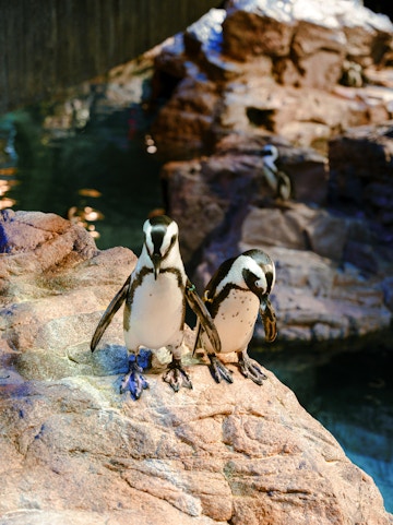 Penguins on rocky ledge at New England Aquarium, Boston.