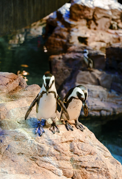 Penguins on rocky ledge at New England Aquarium, Boston.