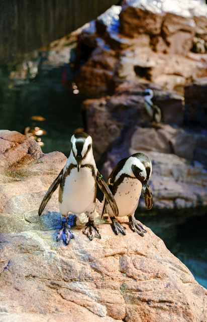 Penguins on rocky ledge at New England Aquarium, Boston.