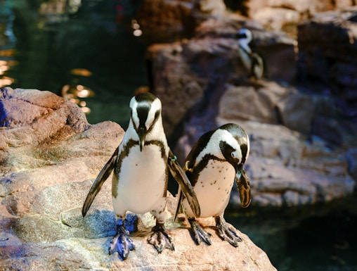 Penguins on rocky ledge at New England Aquarium, Boston.
