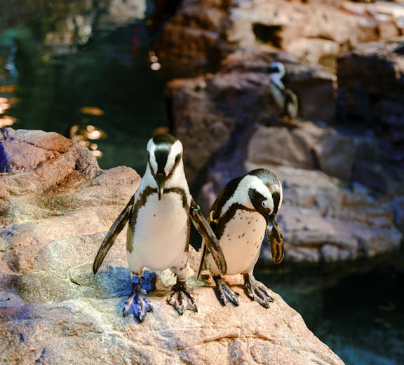 Penguins on rocky ledge at New England Aquarium, Boston.