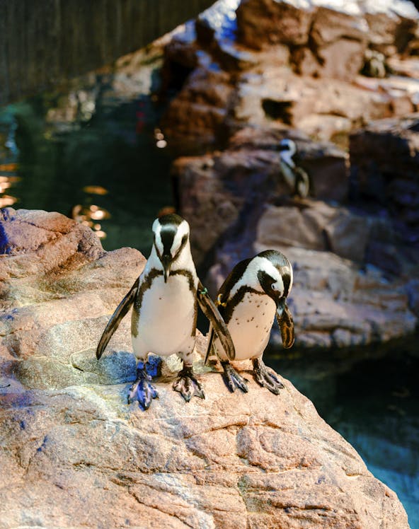 Penguins on rocky ledge at New England Aquarium, Boston.