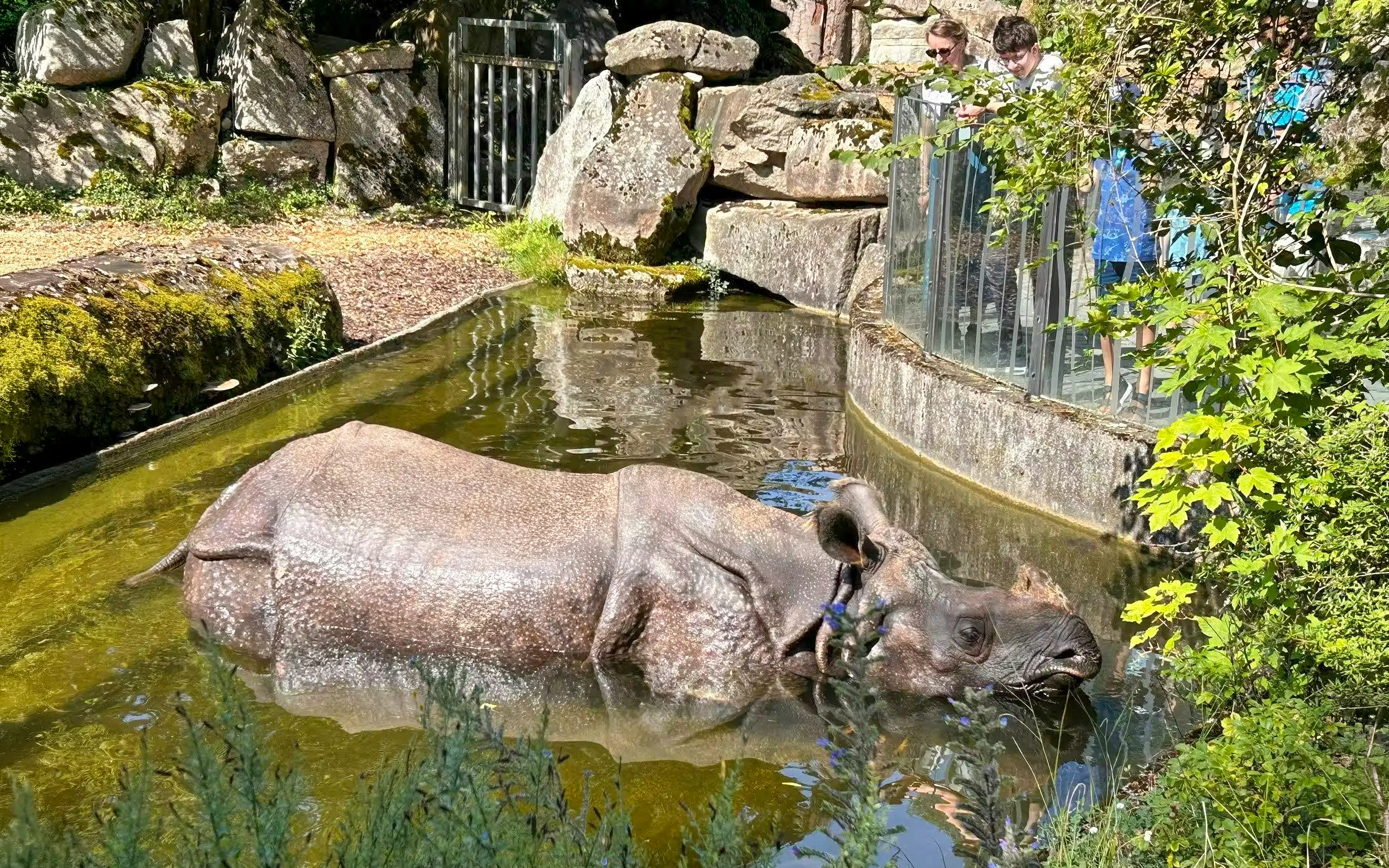 Greater one-horned rhinoceros in water at Hellabrunn Zoo, Munich, with visitors observing.