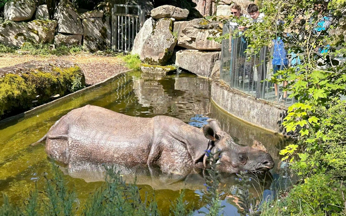 Greater one-horned rhinoceros in water at Hellabrunn Zoo, Munich, with visitors observing.