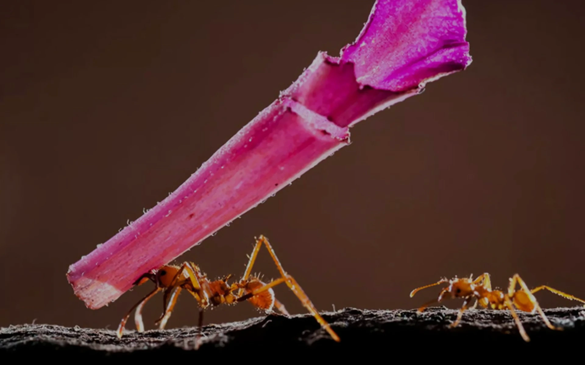 leafcutter ant