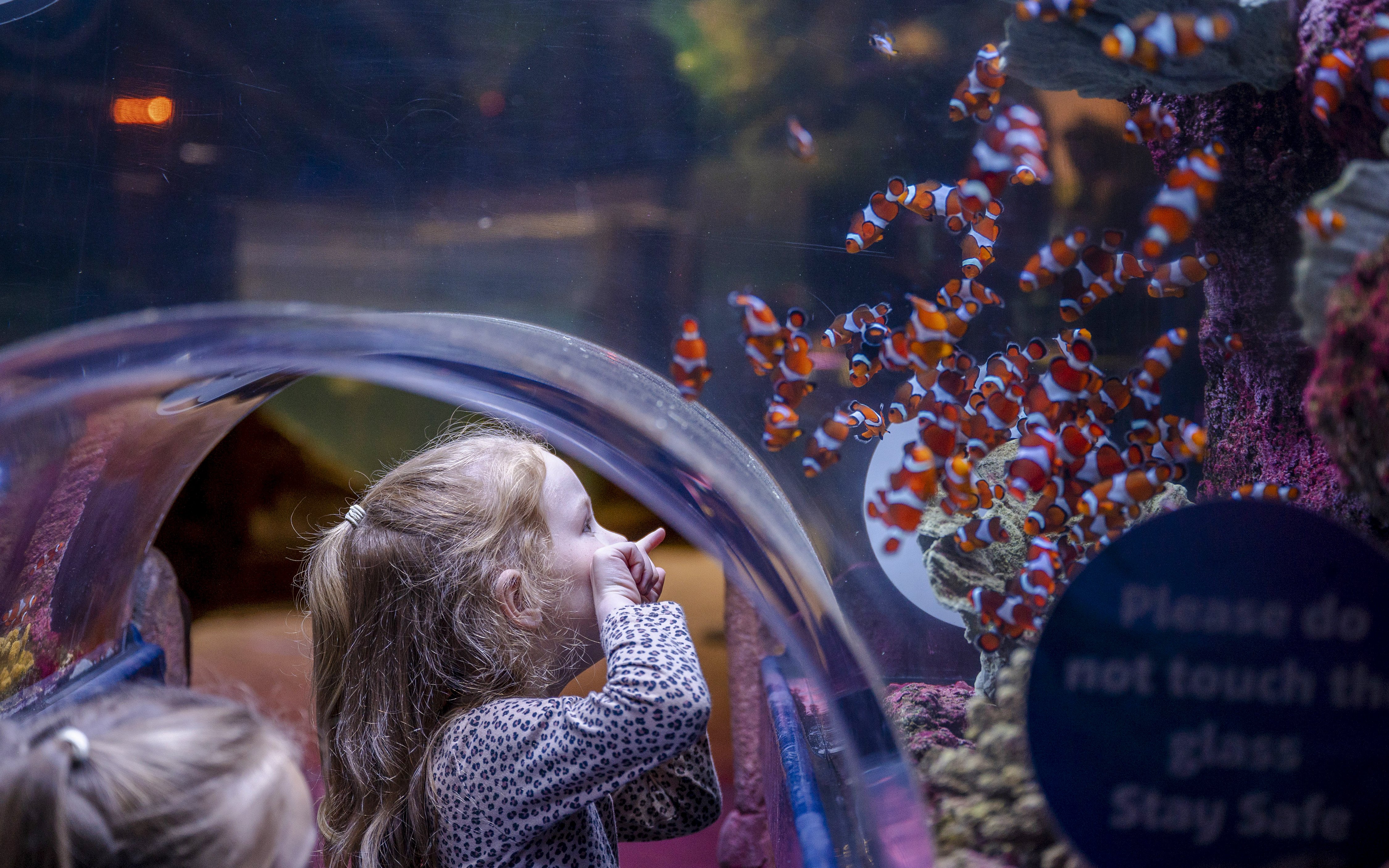 Child observing clownfish at SEA LIFE Birmingham aquarium.