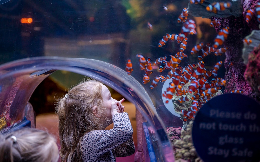 Child observing clownfish at SEA LIFE Birmingham aquarium.