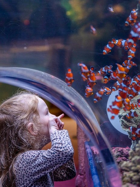 Child observing clownfish at SEA LIFE Birmingham aquarium.