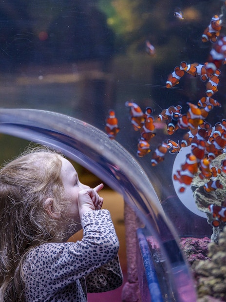 Child observing clownfish at SEA LIFE Birmingham aquarium.