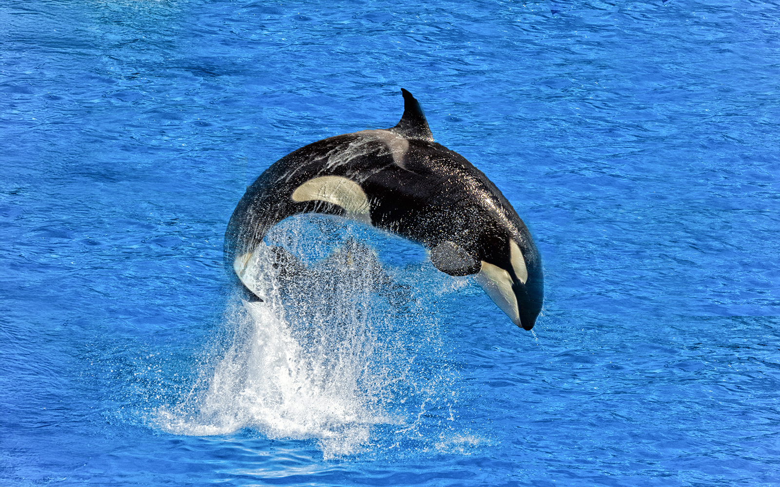 Orca jumping out of the water