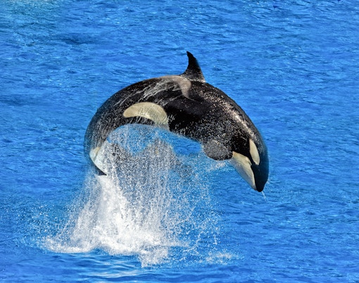 Orca jumping out of the water in a marine show.