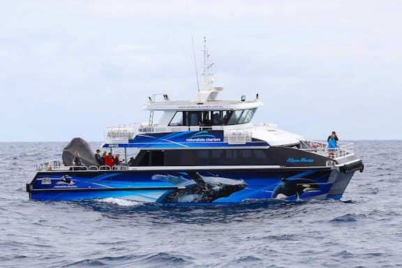 killer whale-watching expedition in bremer canyon-3