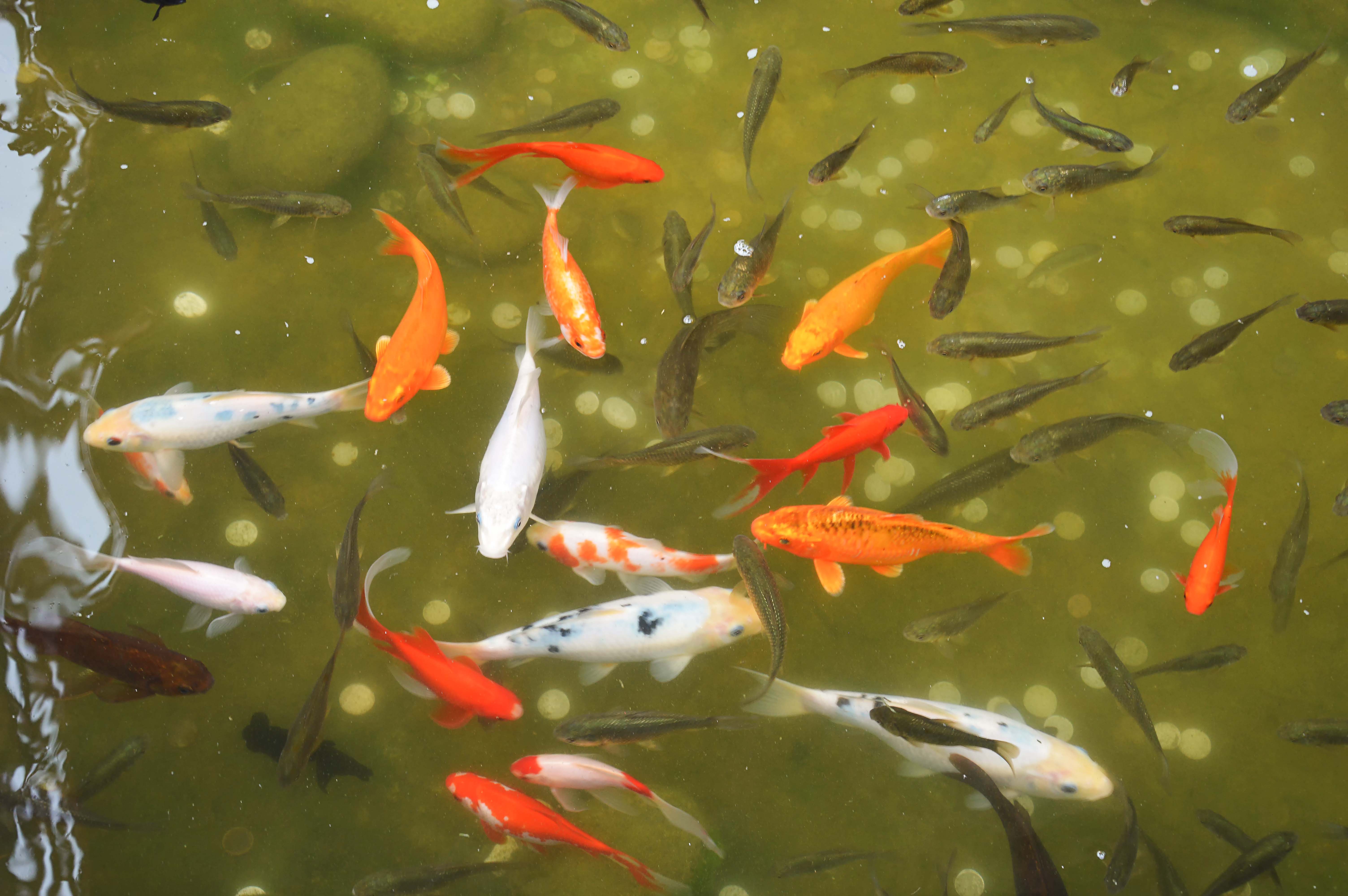 Ingressos para o Farm in the City Malásia: Pescaria Longkang