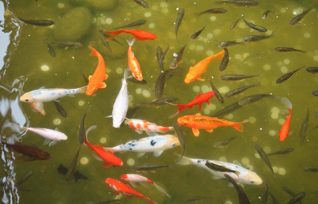 Farm in the City Malaysia tickets - Longkang Fishing