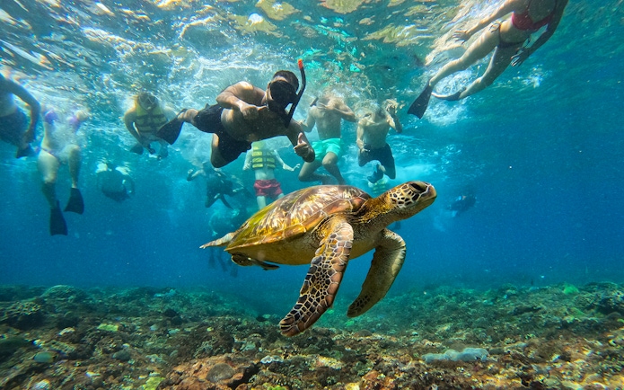 Snorkelers with sea turtle in clear waters at Nusa Lembongan, Bali.