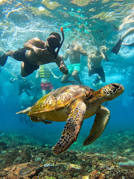 Snorkelers with sea turtle in clear waters at Nusa Lembongan, Bali.
