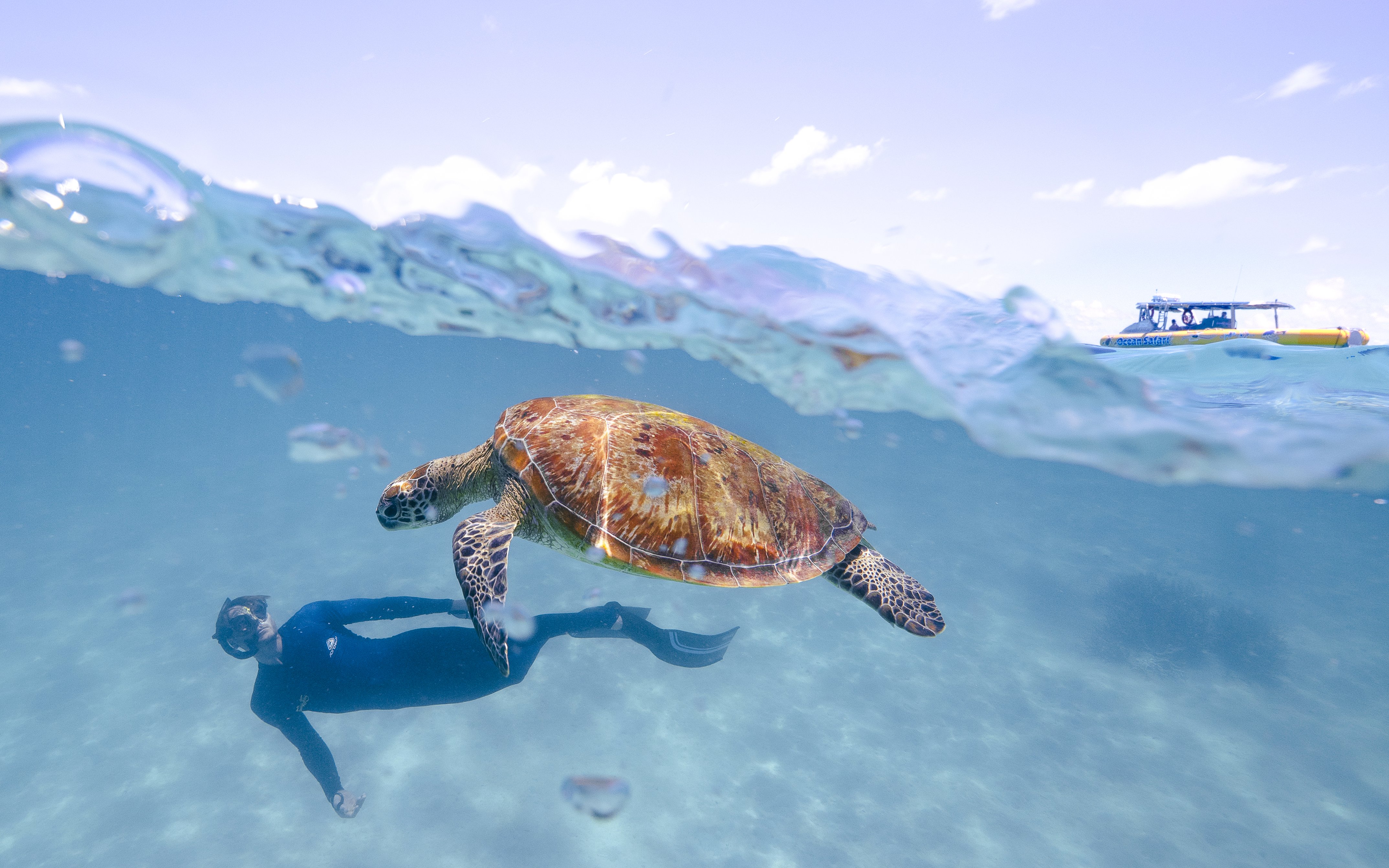 Snorkeler and sea turtle in Great Barrier Reef waters with tour boat in background.