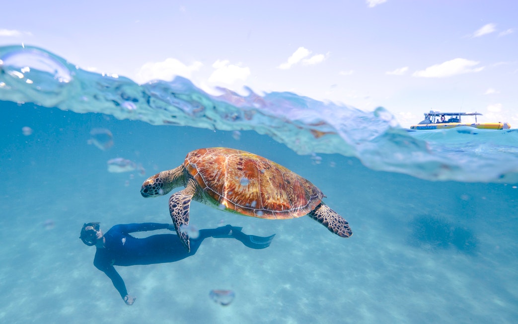 Snorkeler and sea turtle in Great Barrier Reef waters with tour boat in background.