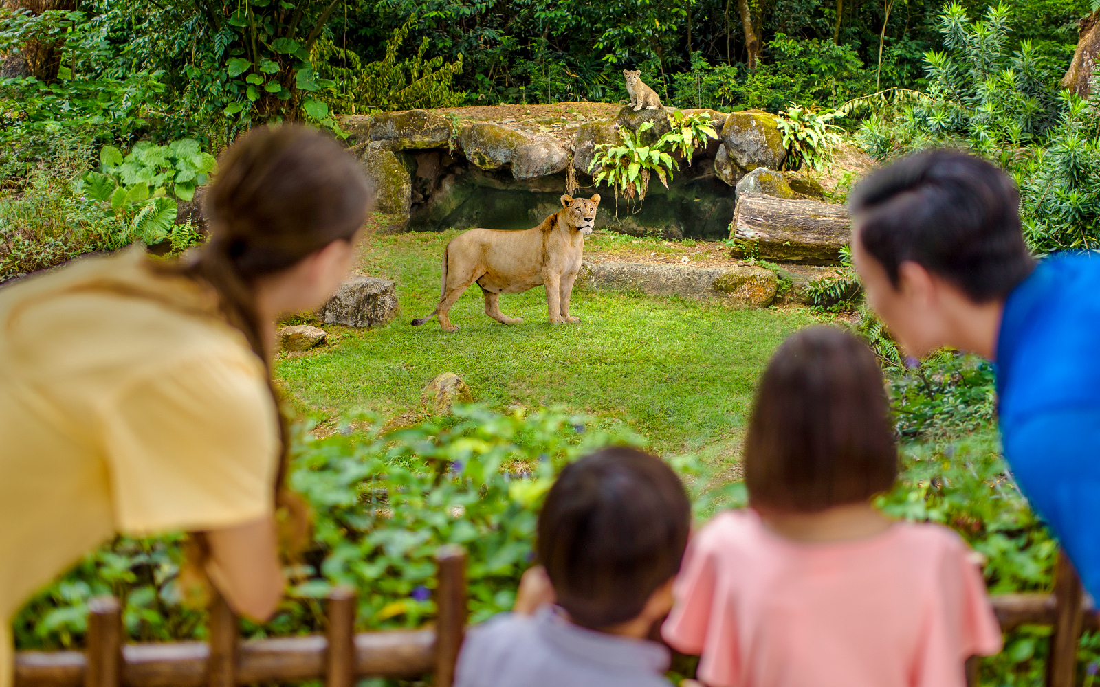 Family observing lioness and cub at Singapore Zoo enclosure.