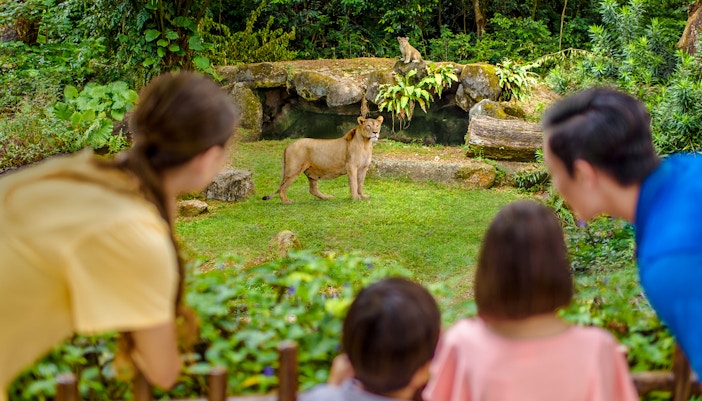 Family observing lioness and cub at Singapore Zoo enclosure.