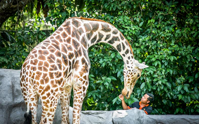 Man feeding a giraffe at Zoo Negara, surrounded by lush greenery.