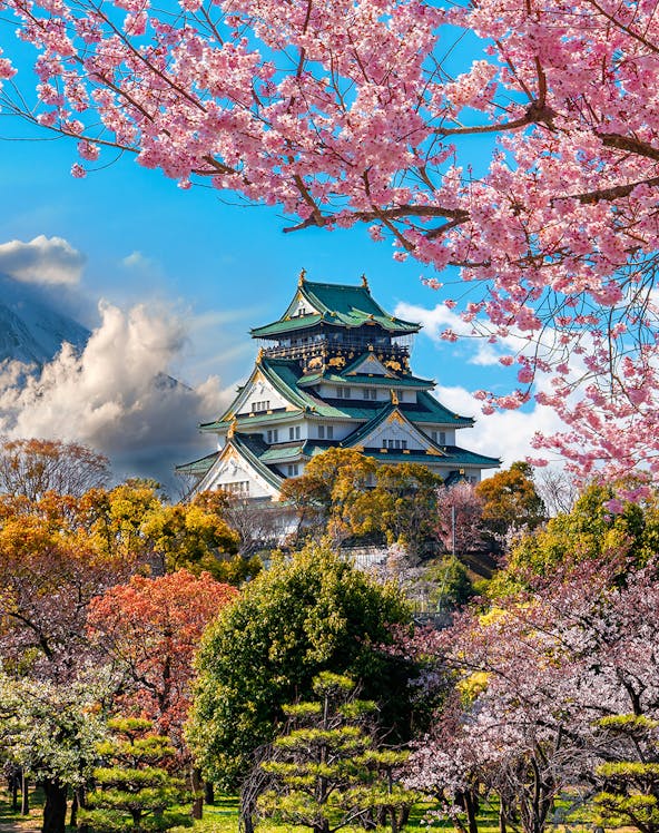Osaka Castle surrounded by cherry blossoms with Mount Fuji in the background, Japan.