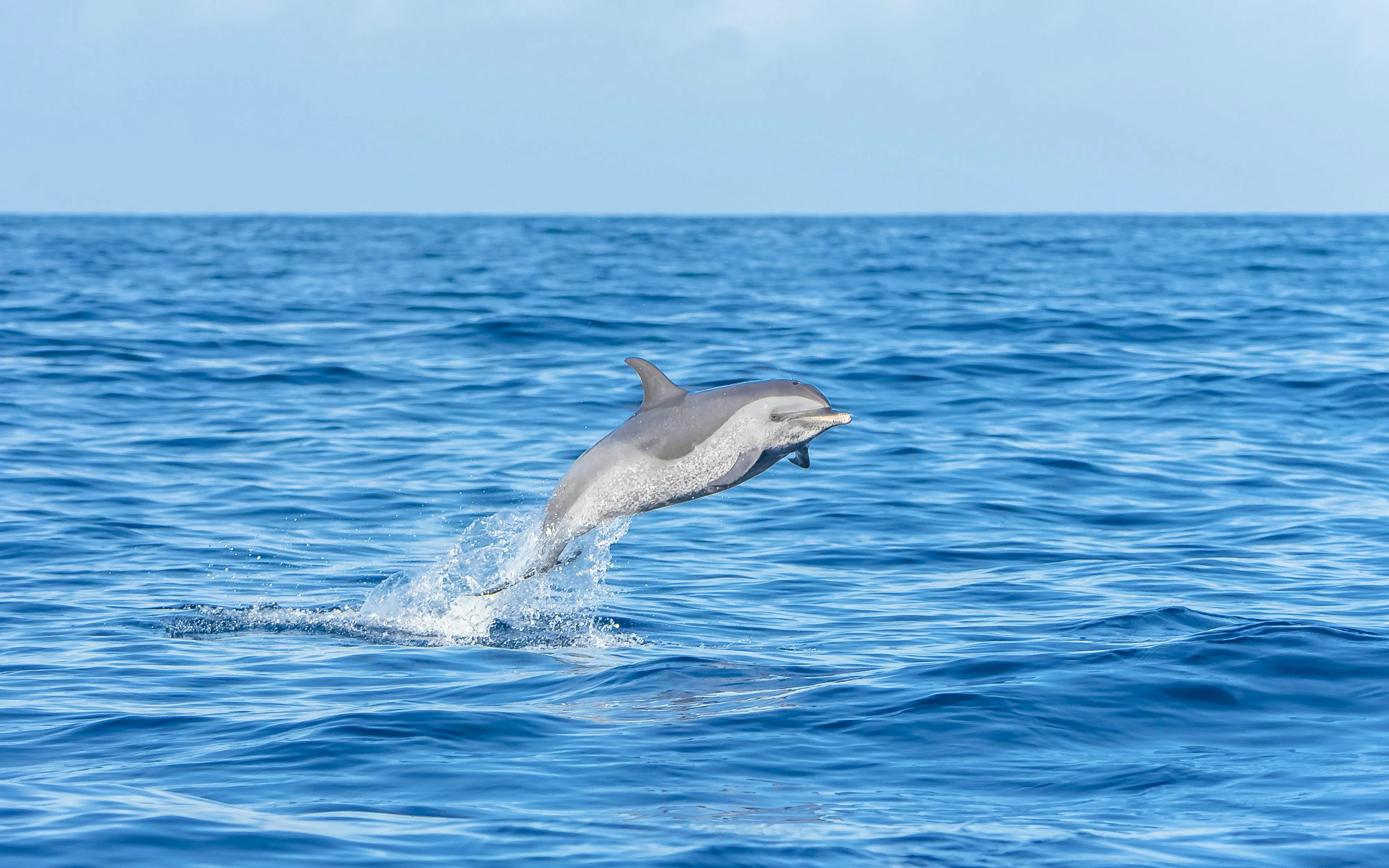 Dolphin leaping out of the water in Monaco.