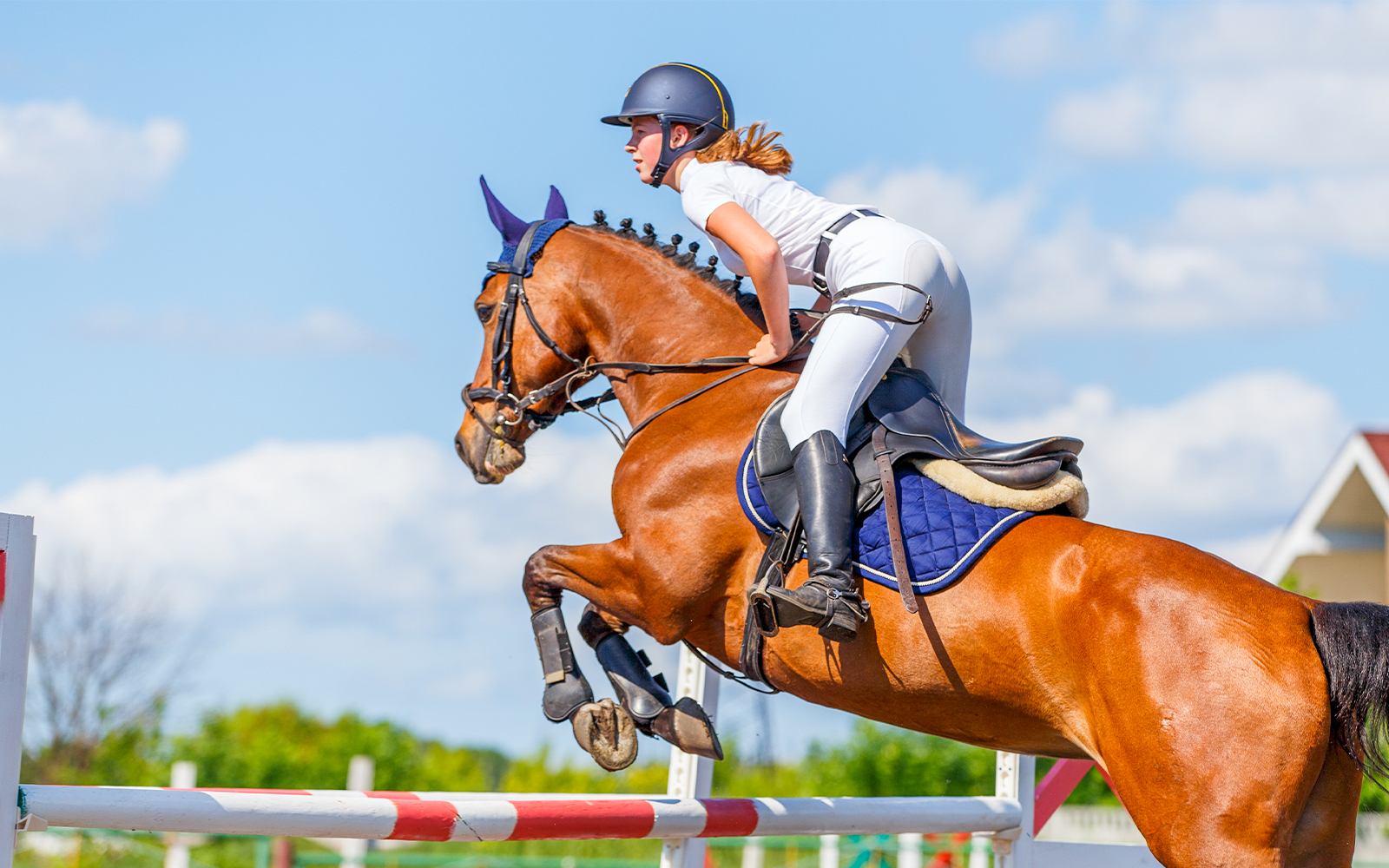 Equestrian jumping at Windsor Horse Show.