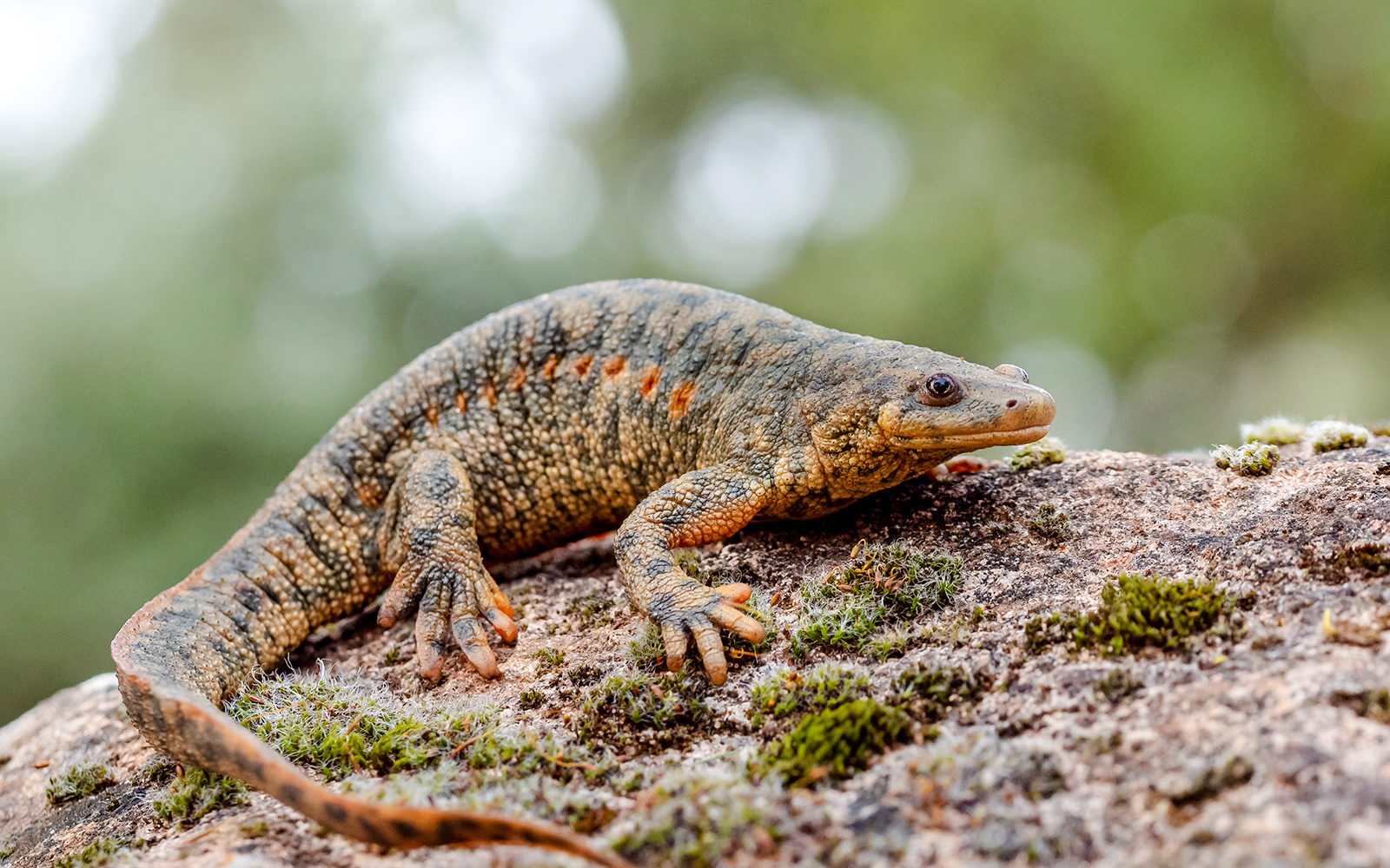 Sharp-ribbed salamander on a mossy rock at Bioparc Valencia.