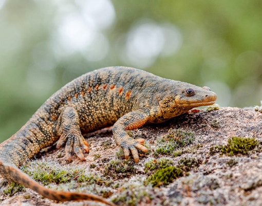 Sharp-ribbed salamander on a mossy rock at Bioparc Valencia.