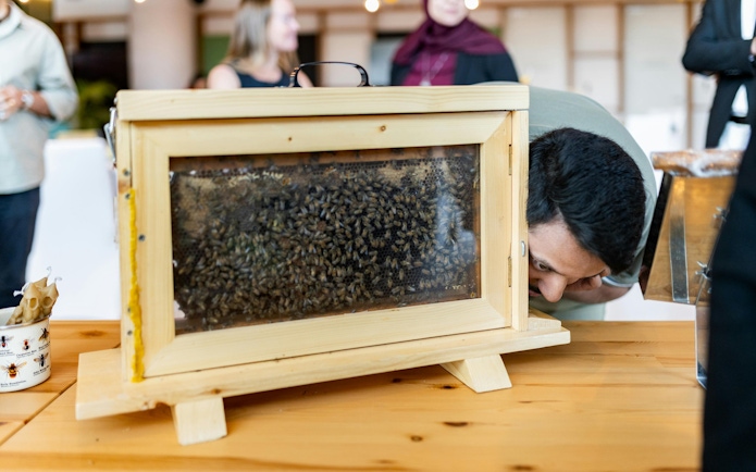 People observing a bee hive display at A Taste of the Hive, Expo City Dubai.
