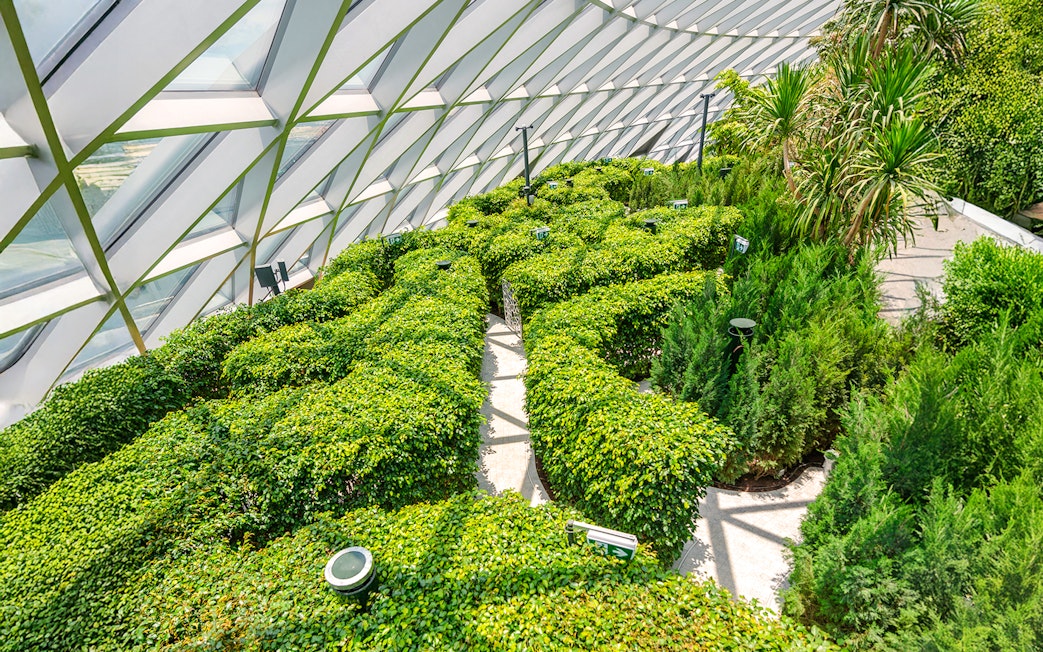 Hedge maze at Canopy Park, Jewel Changi, featuring lush greenery under a glass canopy.