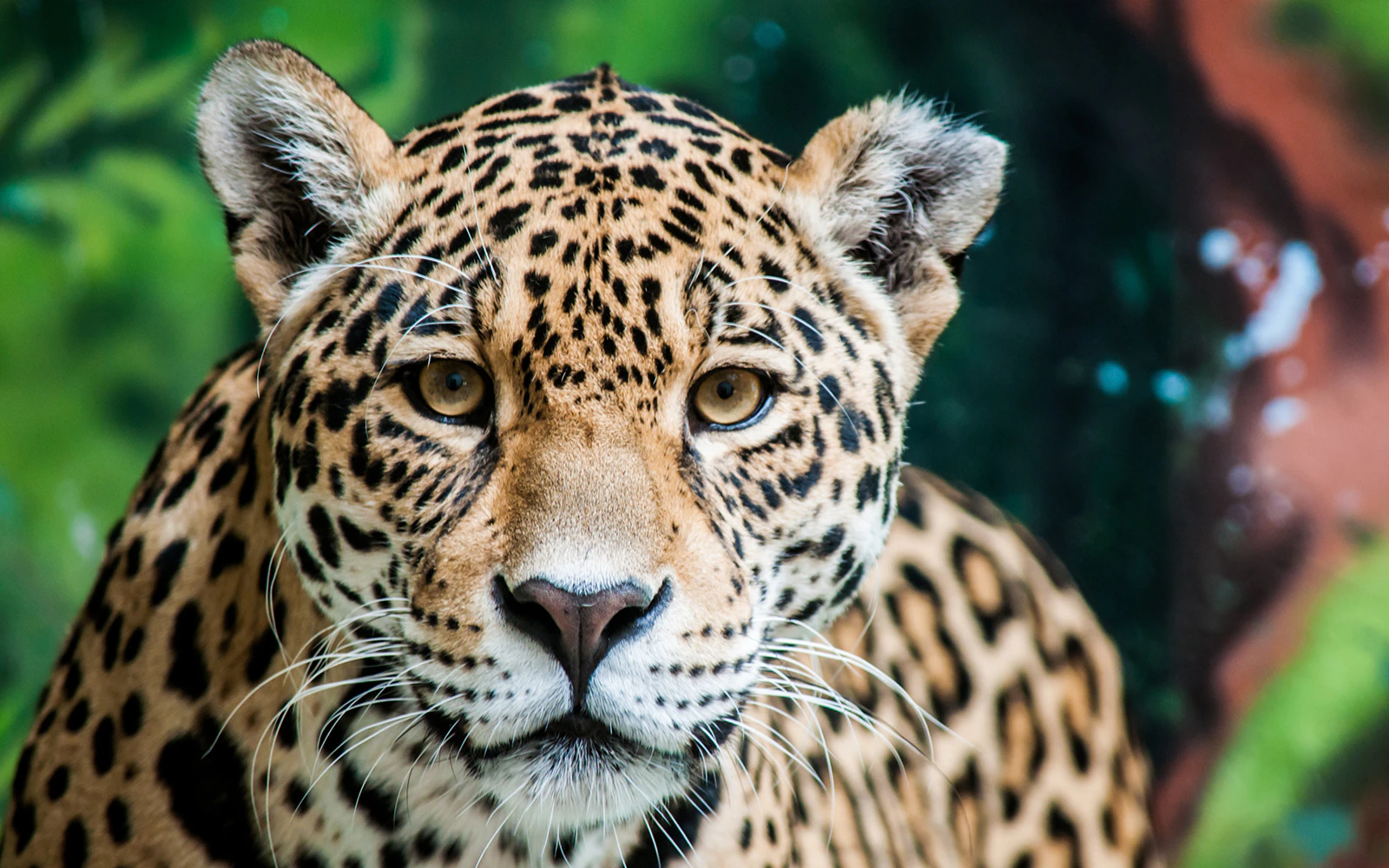 Jaguar in lush rainforest setting, showcasing its distinctive spotted coat.
