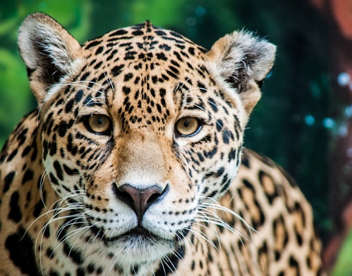 Jaguar in lush green forests.