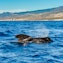Pilot whale sightings