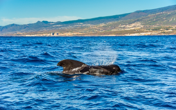 Pilot whale surfacing in the ocean near Tenerife, Canary Islands, Spain.