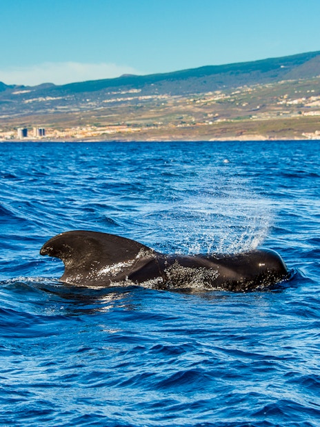 Pilot whale surfacing in the ocean near Tenerife, Canary Islands, Spain.