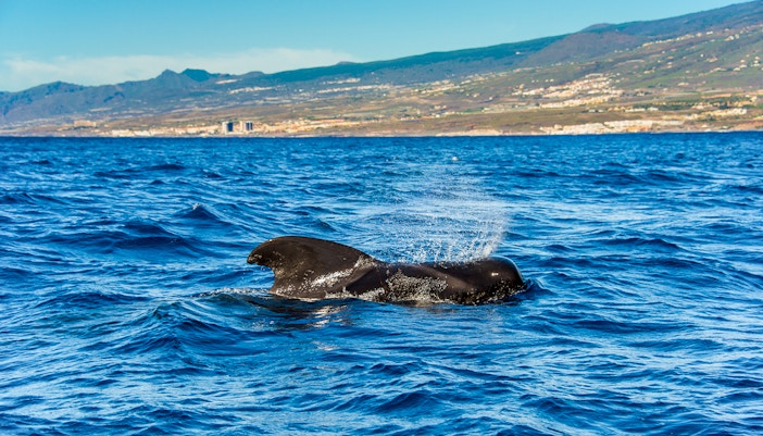 Pilot whale surfacing in the ocean near Tenerife, Canary Islands, Spain.