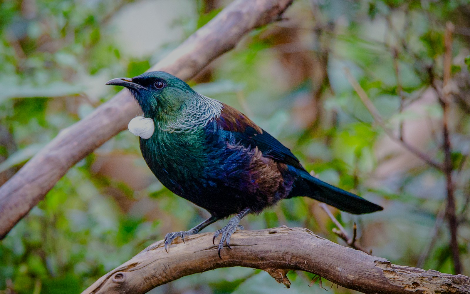 Tūī bird perched on a branch in New Zealand forest.
