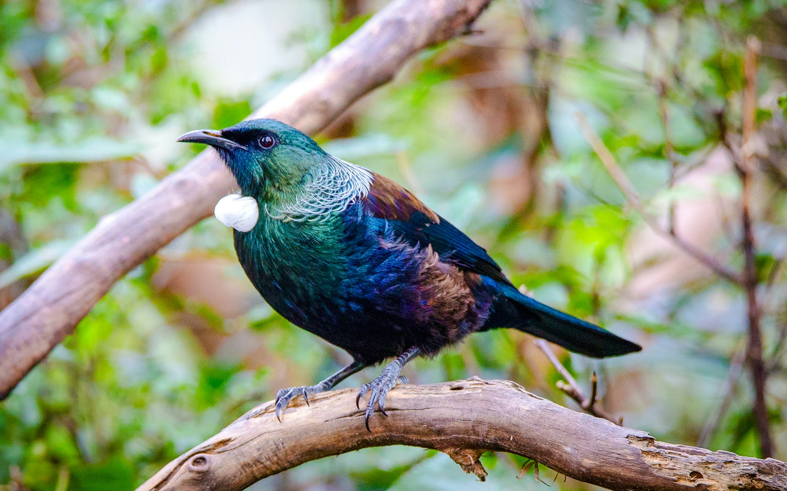Tūī bird perched on a branch in New Zealand forest.