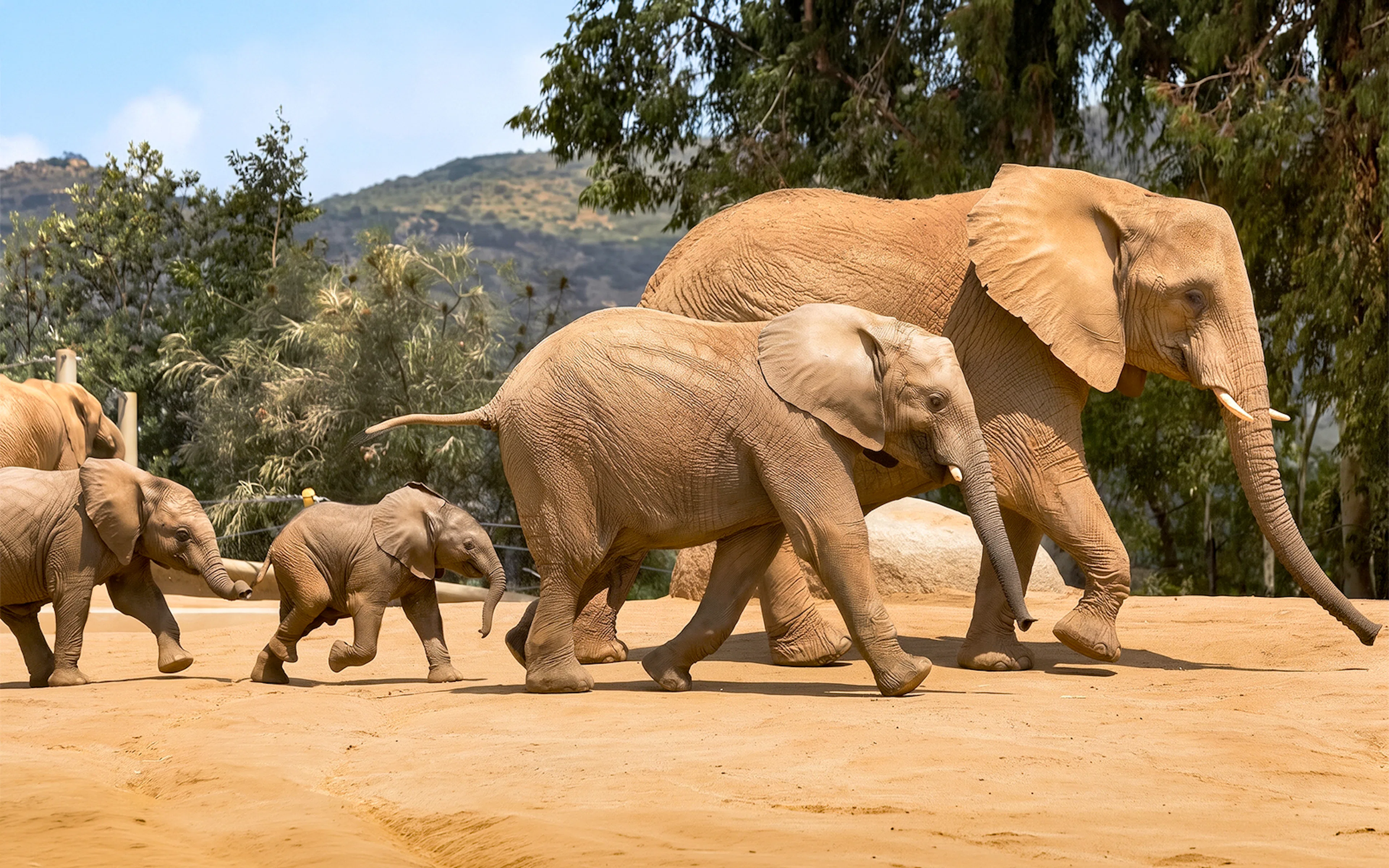 Elephant Odyssey at San Diego Zoo