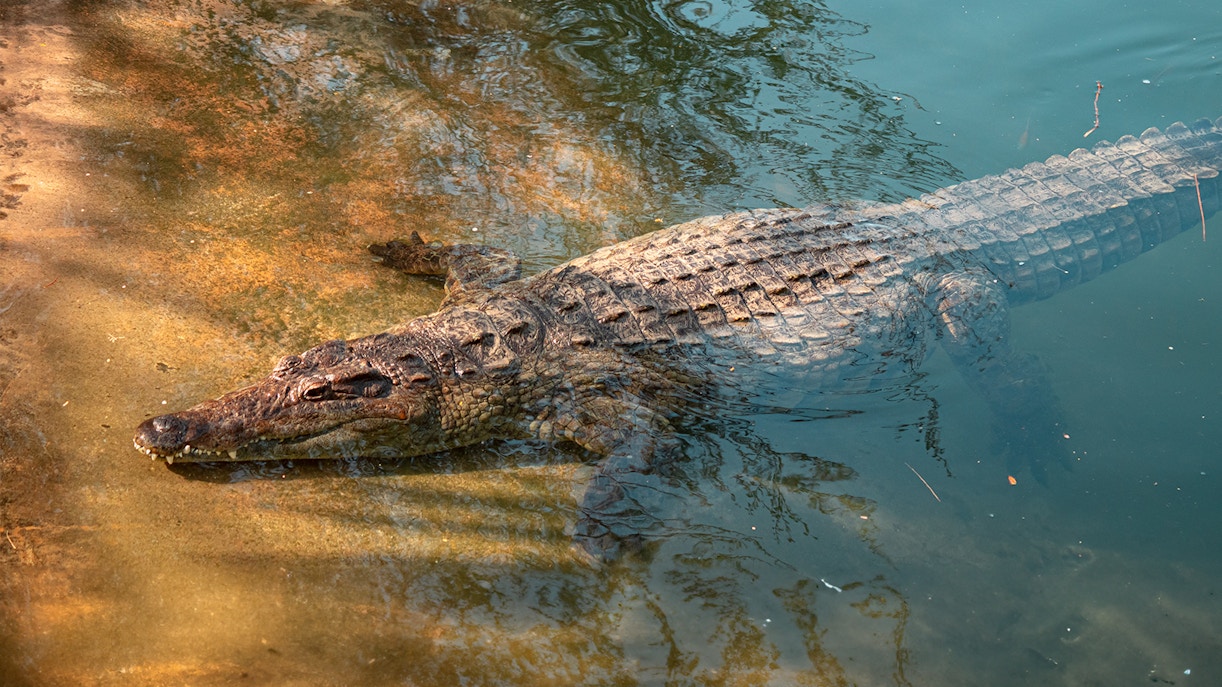 Dubai Crocodile Park Tickets